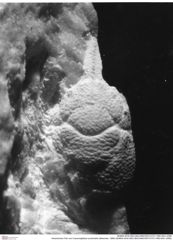 Historisches Foto von Cracensigillatus acutirostris (Moericke, 1889) (NHMW-AFW-GEO-BACHMAYER-FOTO-1990-0041-2096)